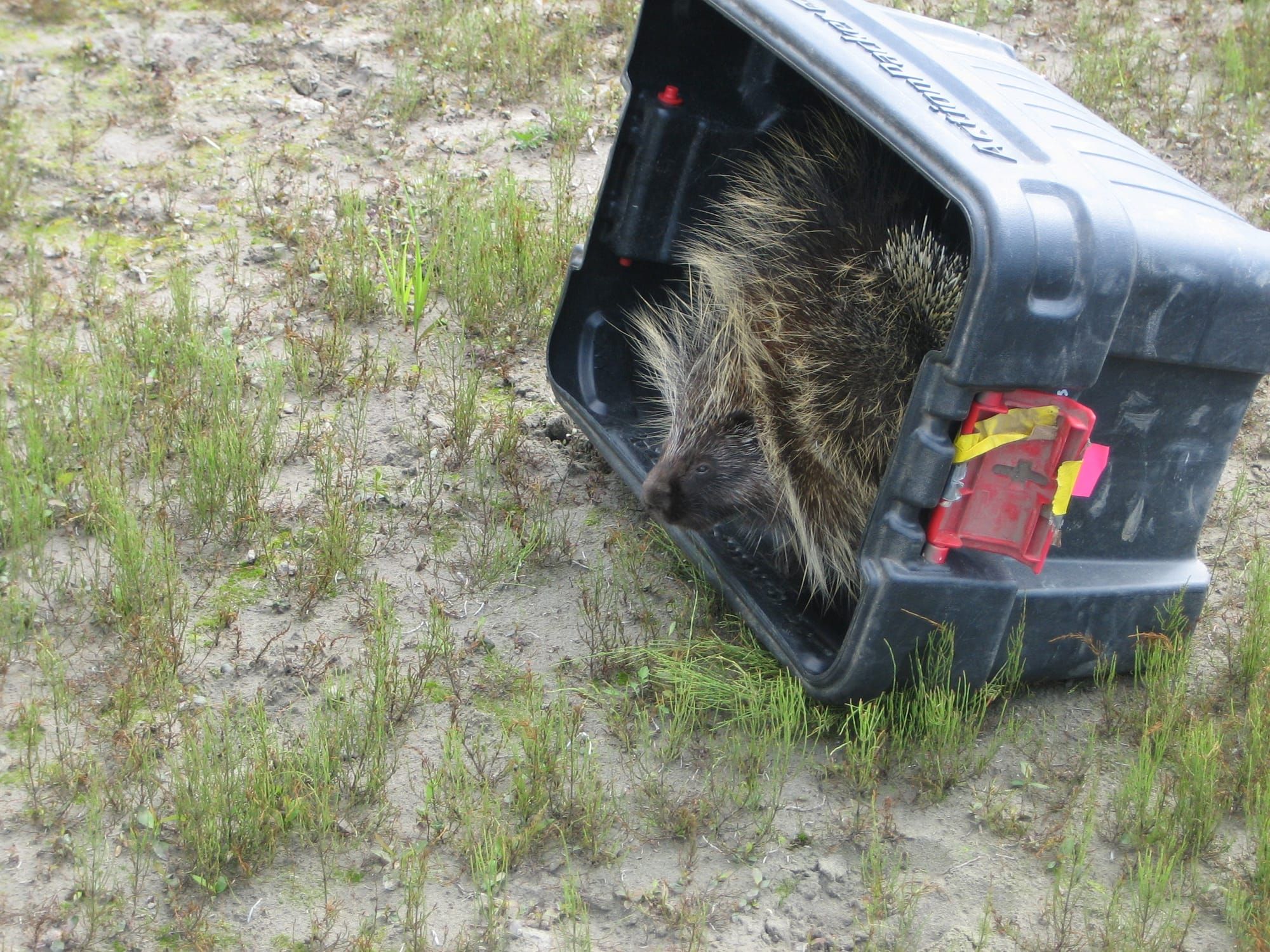 Susitna Writer's Voice--"A Most Endearing Creature", by Maureen Chambrone