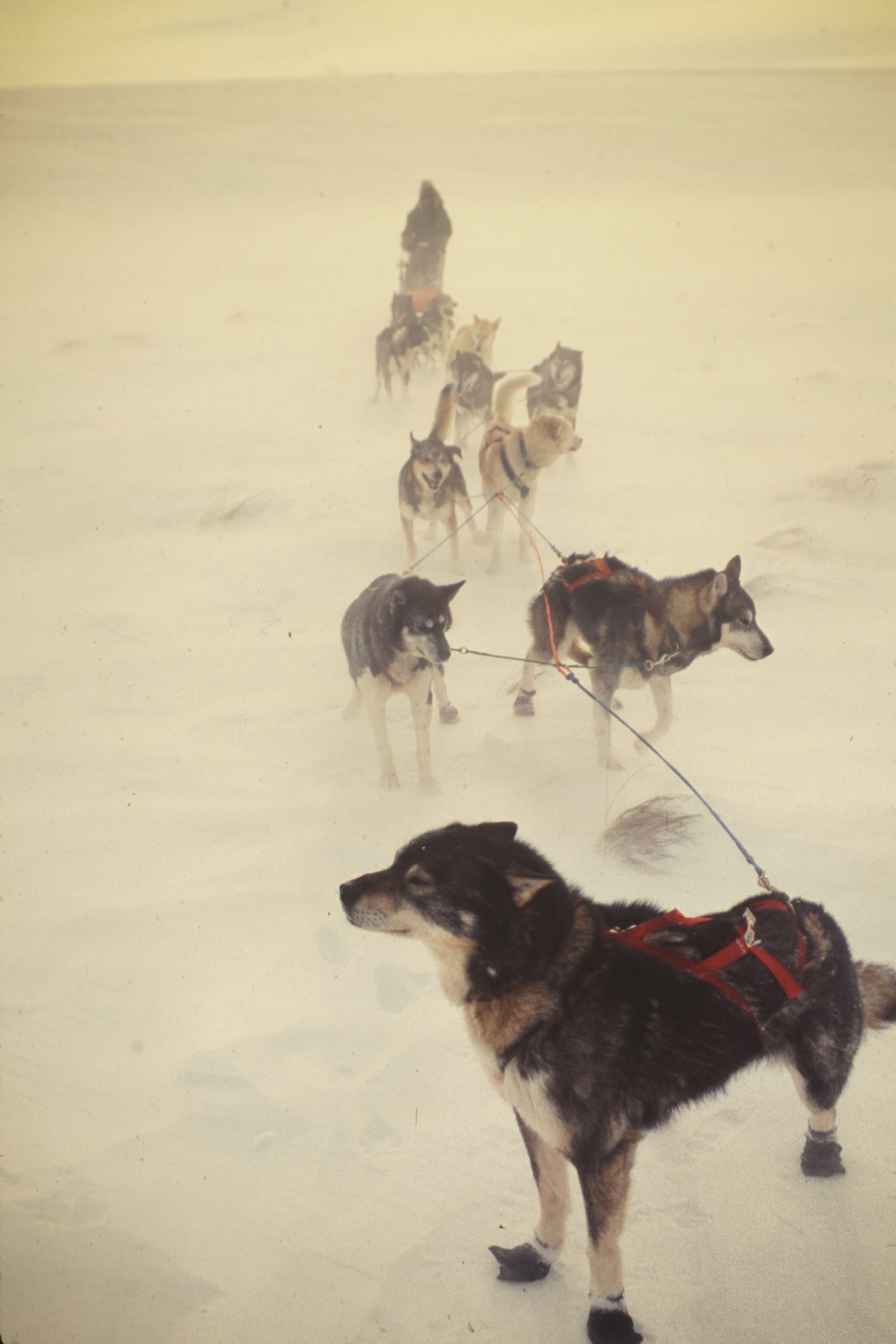 Susitna Writer's Voice--"Must Be a Good Leader", by Brian Okonek