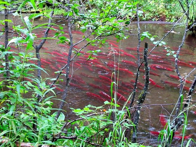 Fish and Game closes salmon fishing on Larson Creek