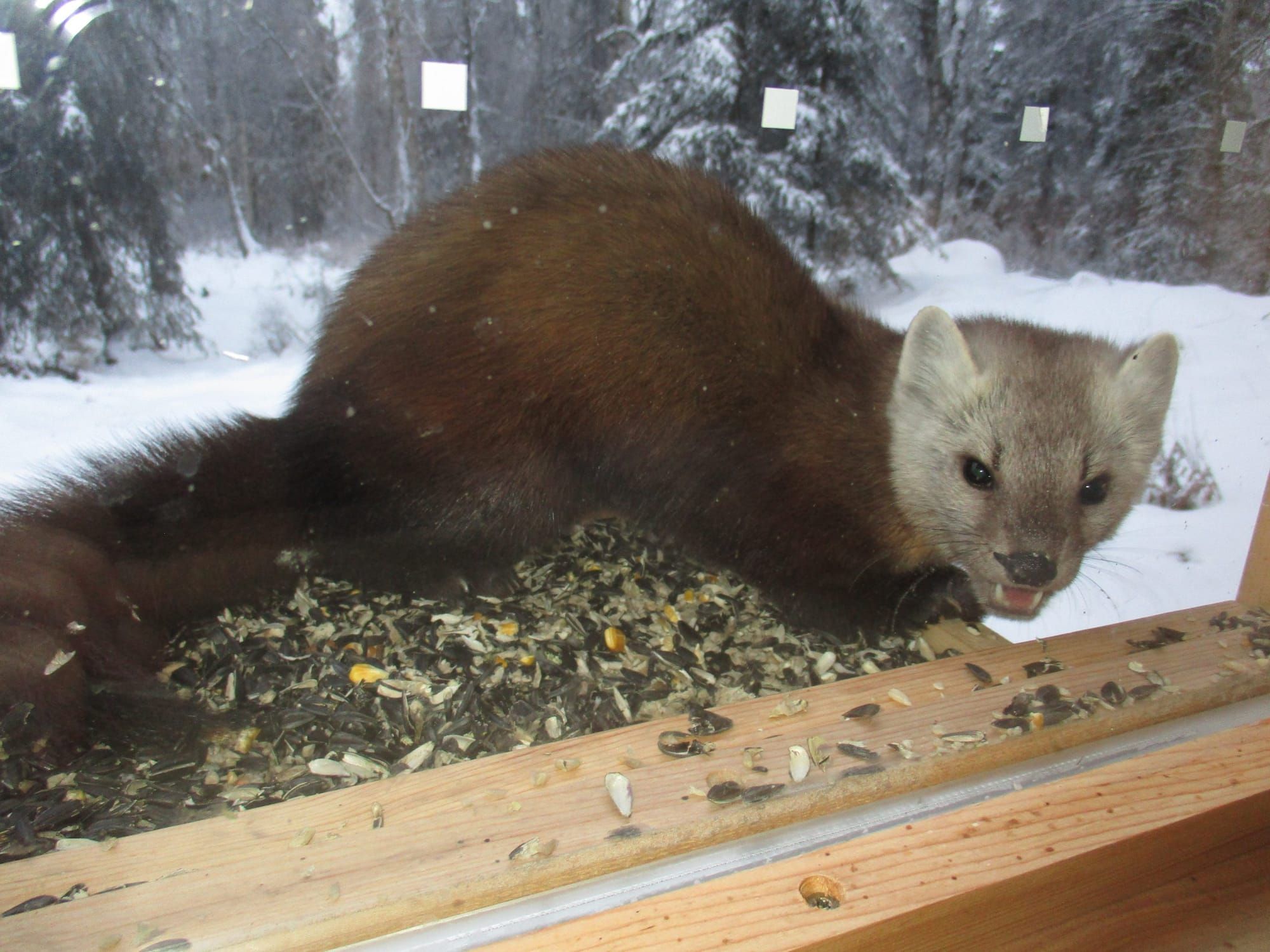 Susitna Writer's Voice February 16th, 2020 -  "Winters with Martini", by Maureen Chambrone