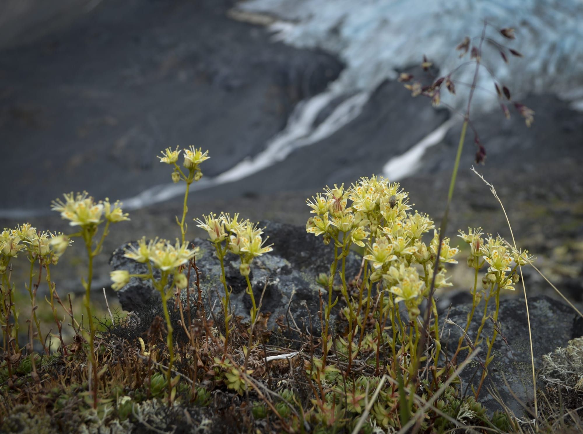 Susitna Writer's Voice 6-7-2020- "The Allure of Wildflowers", by Ginger Hudson