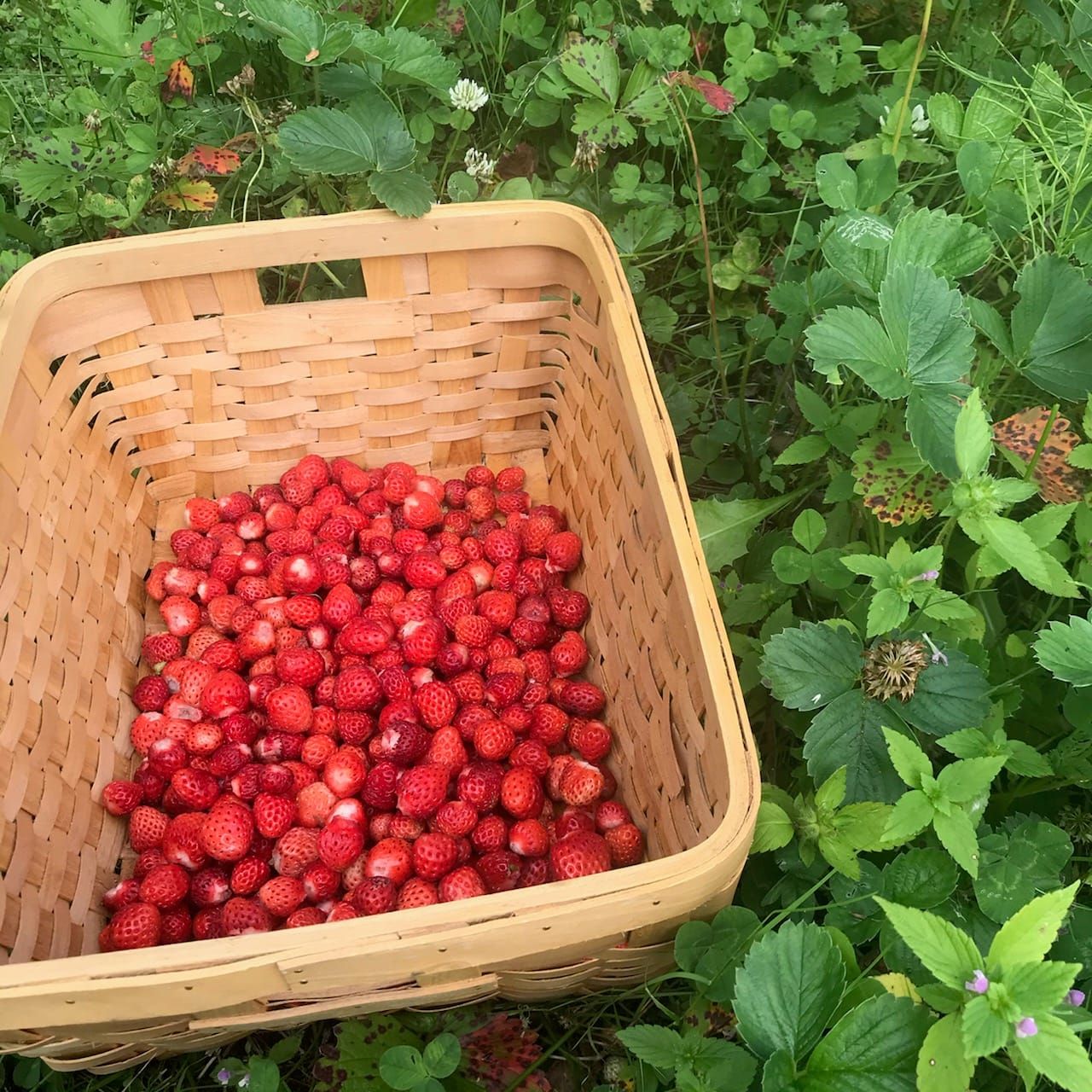 Susitna Writer's Voice 9-13-20 "Harvest, pt 1", by various writers