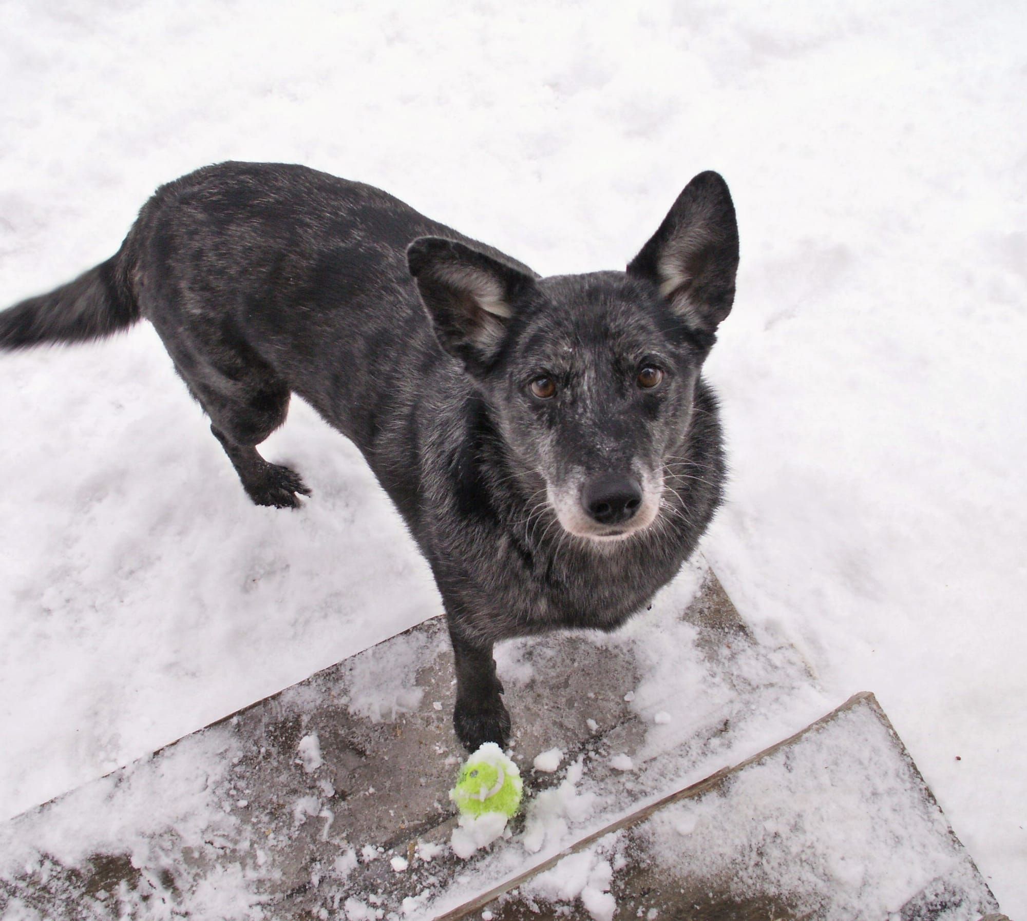 Susitna Writer's Voice 1-3-2021 - "Dogs" pt 3, by Anita Golton
