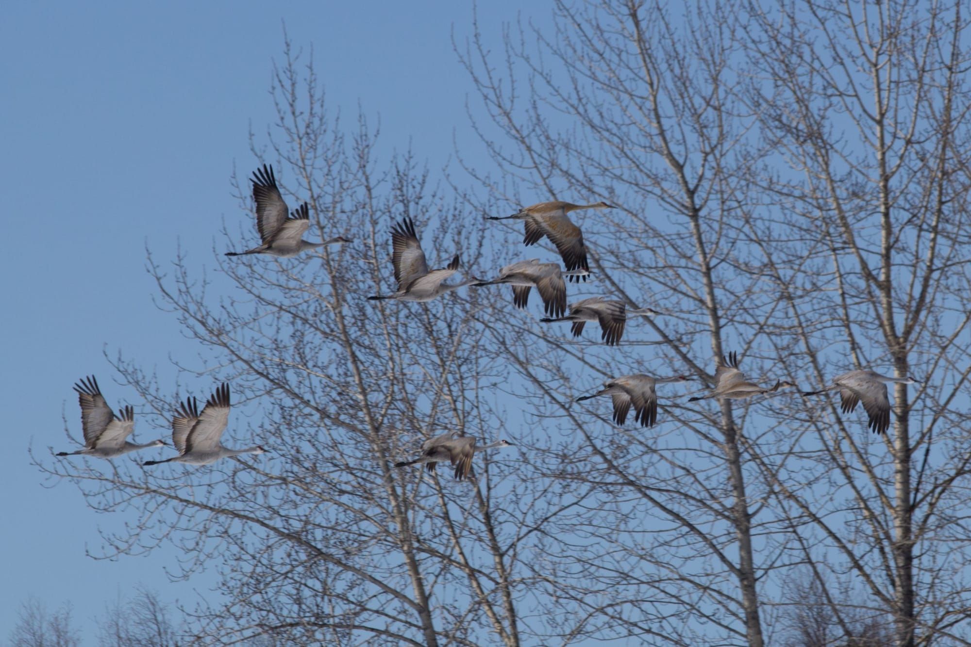Signs of Spring:  Sandhill Cranes return to Saunders Sanctuary