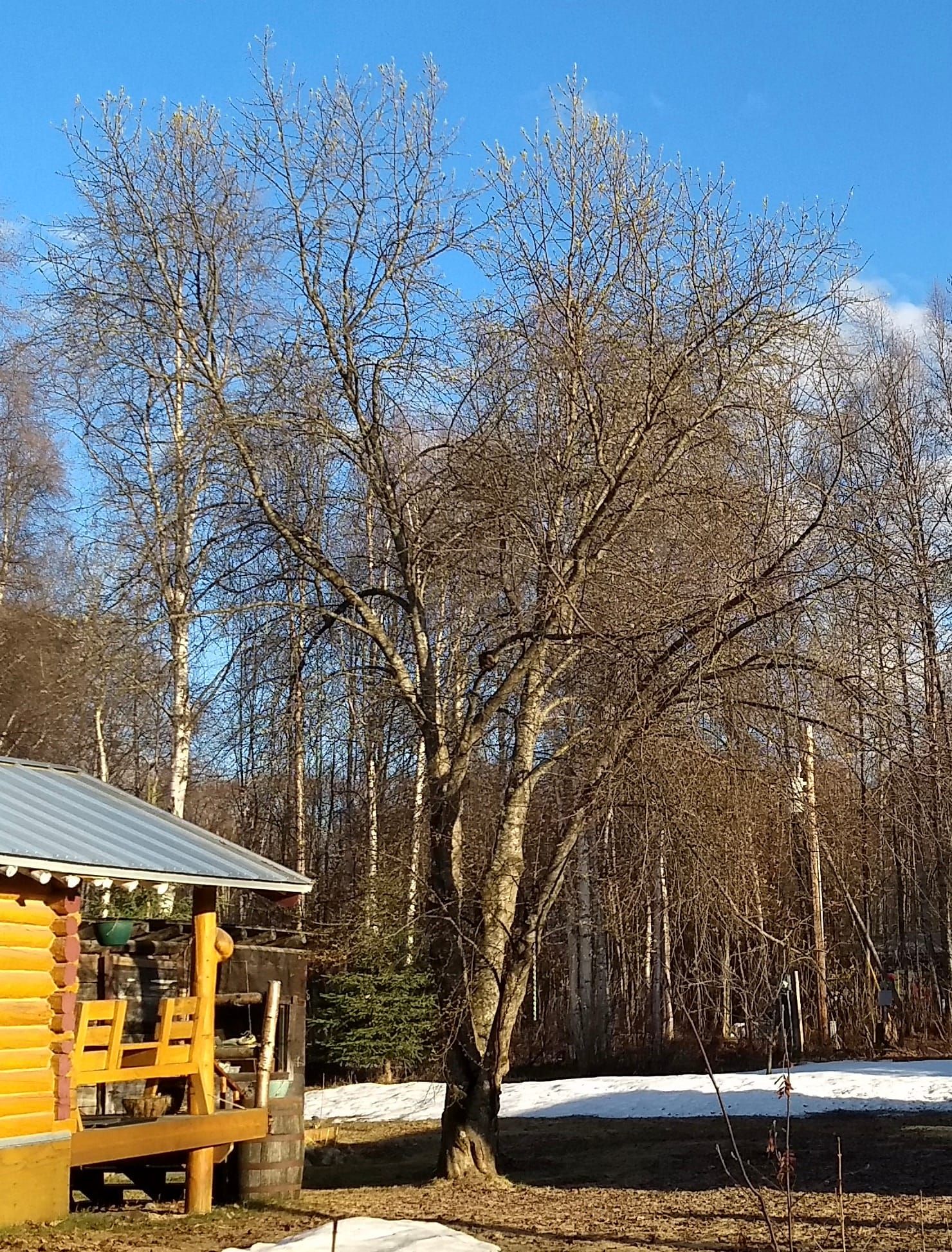 State Quarantines Mayday, Chokecherry Trees