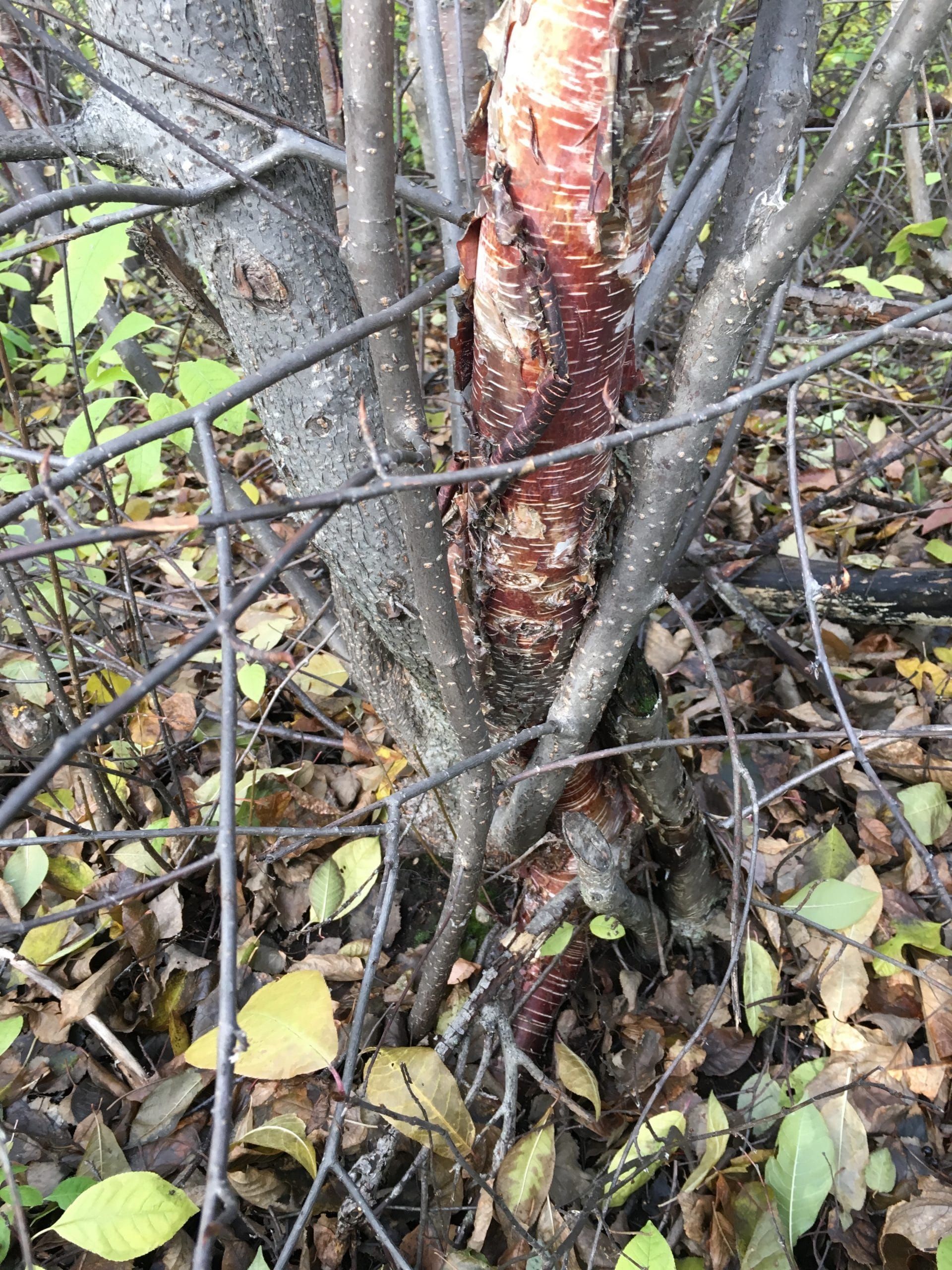 Su Valley Voice for May 13th, 2021: Mayday Trees