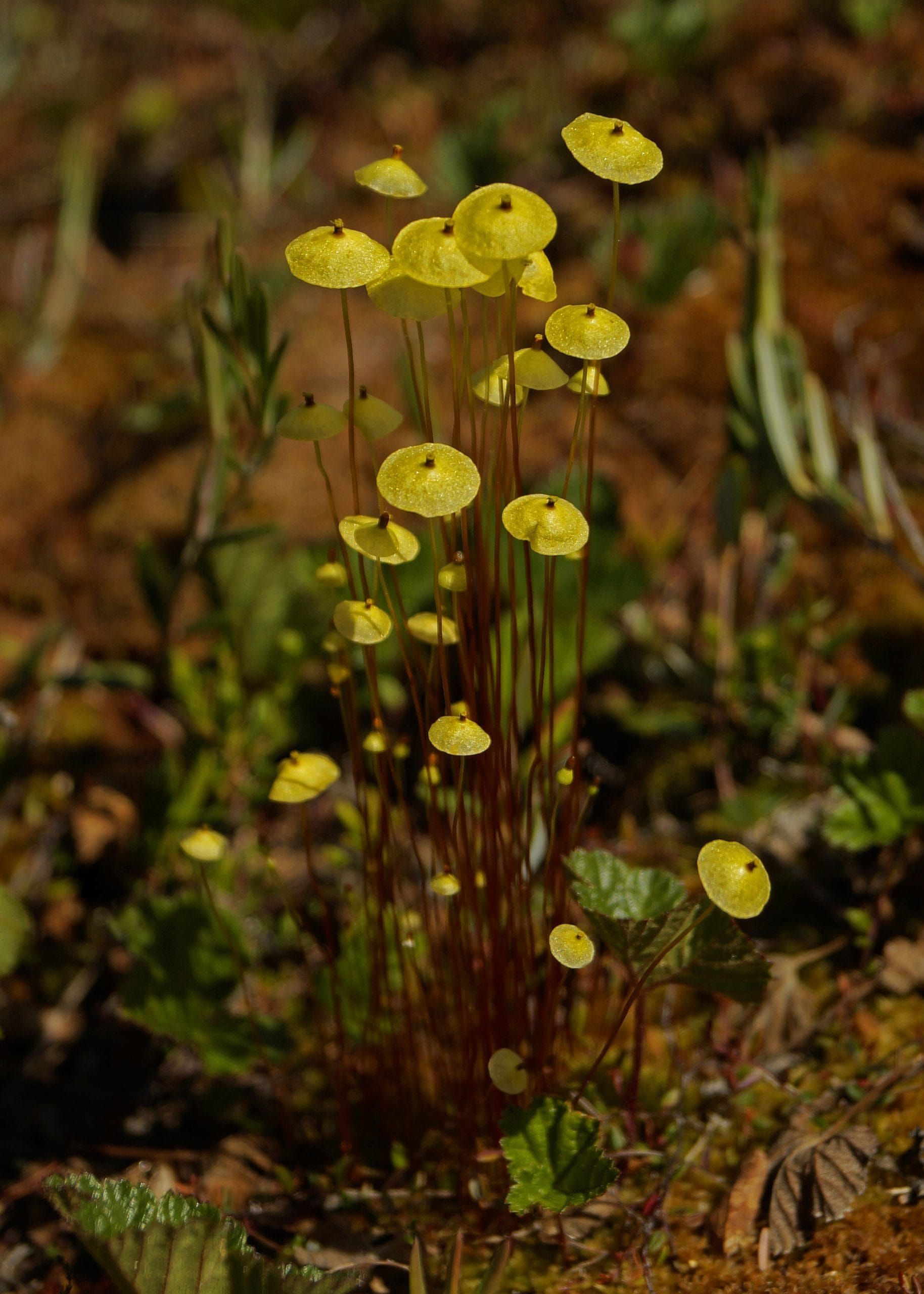 Susitna Writer's Voice (from the archives),  "Spring in the Bog", by Robin Song.