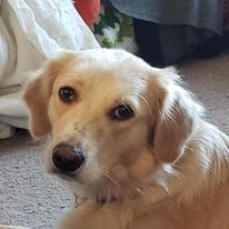 After six days and a search that reads like an adventure novel, dog and owner are reunited