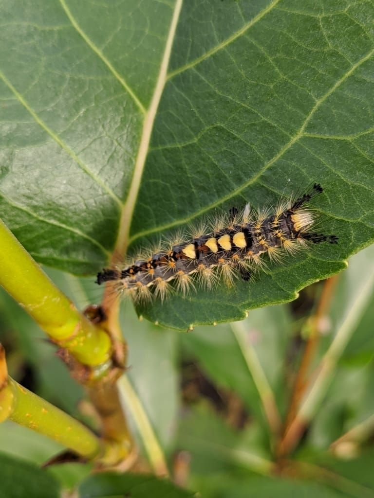 Rusty Tussock Moth caterpillars reported eating up blueberry patches, but it's probably temporary