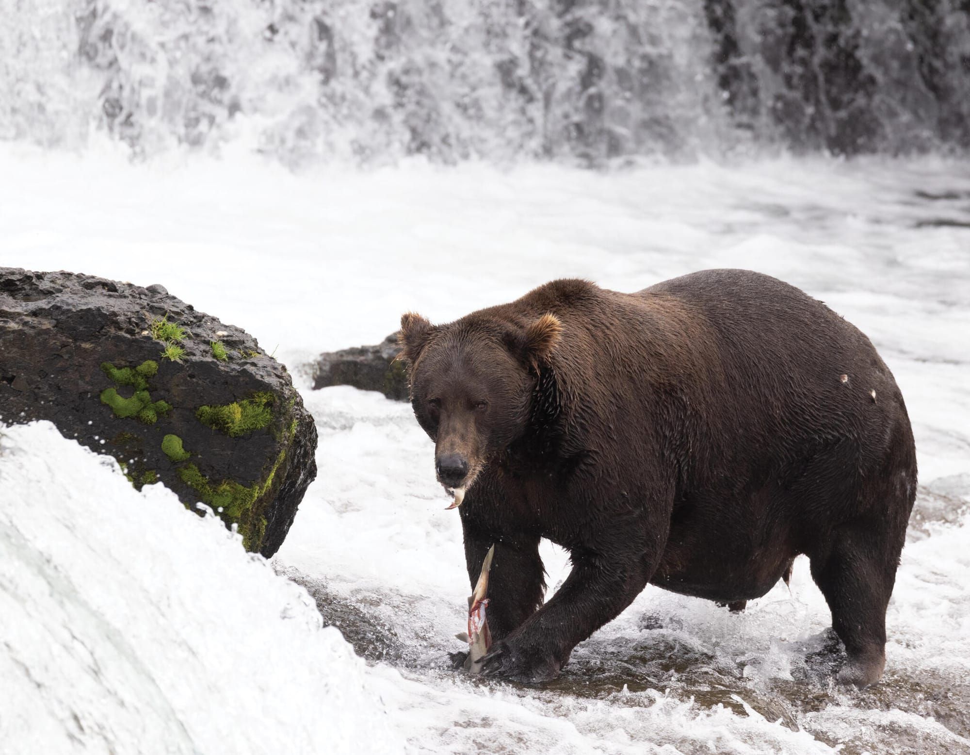 Fat Bear Week is almost here