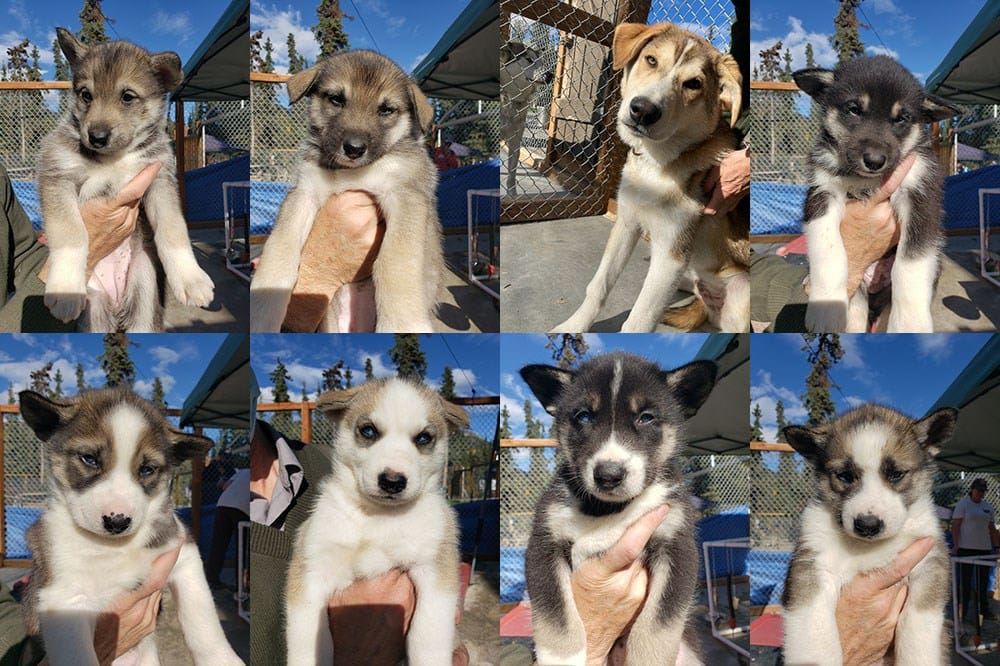 Puppy cam lets the public see Denali National Parks newest sled dogs