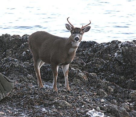 Reporter who covered the proposal to import deer to the Mat-Su speaks with KTNA