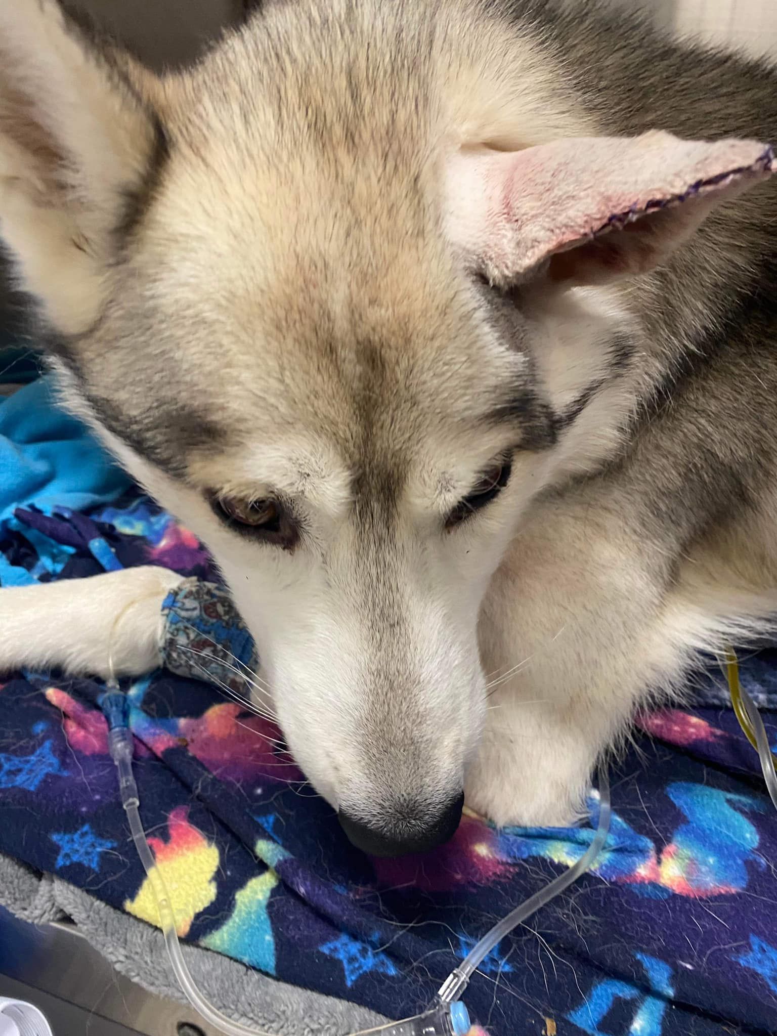 Musher focusing on dog health after team is hit by a truck