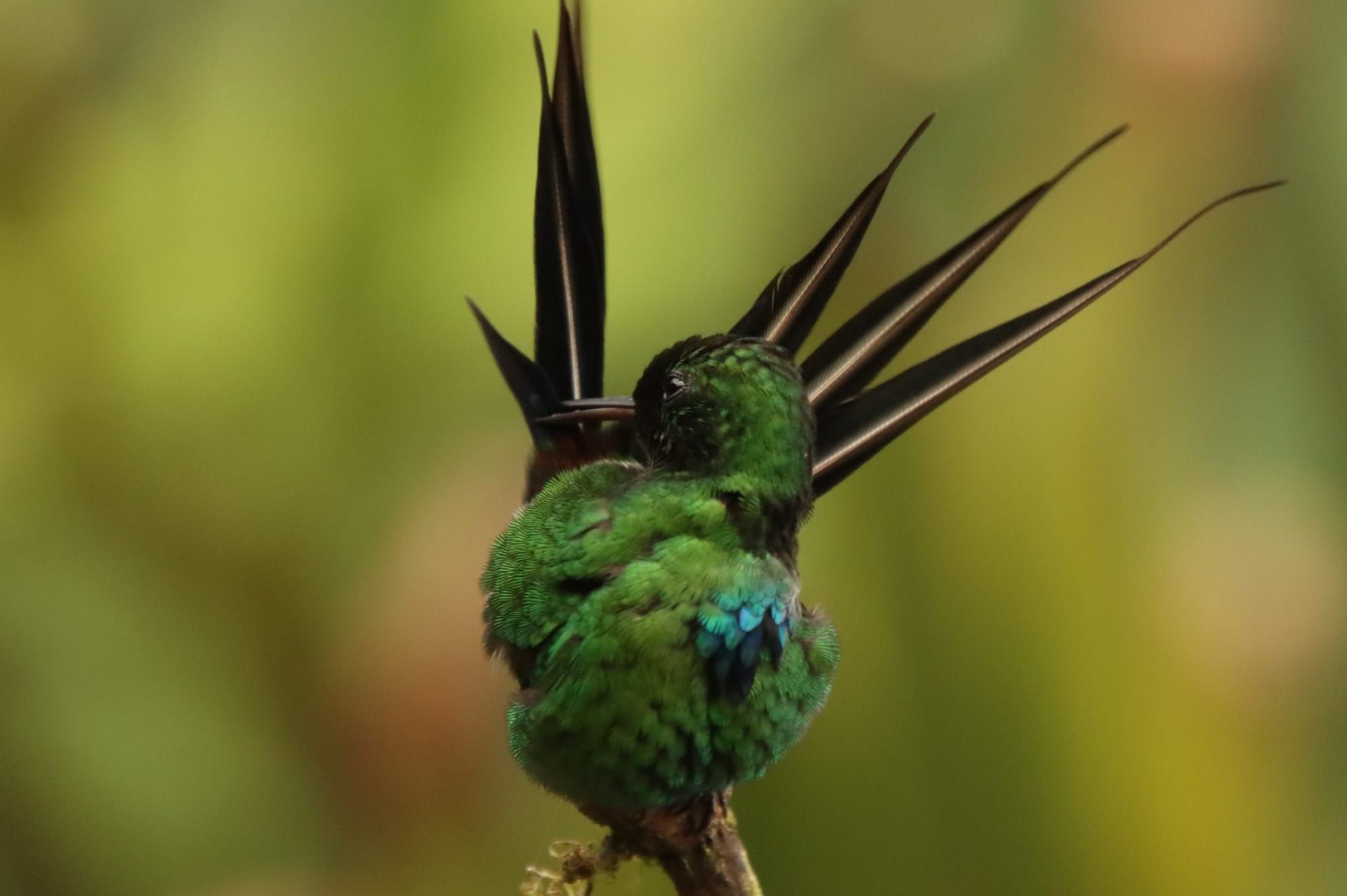 Susitna Writer's Voice, February 27, 2022 - "How to Name a Bird" by Maureen Chambrone