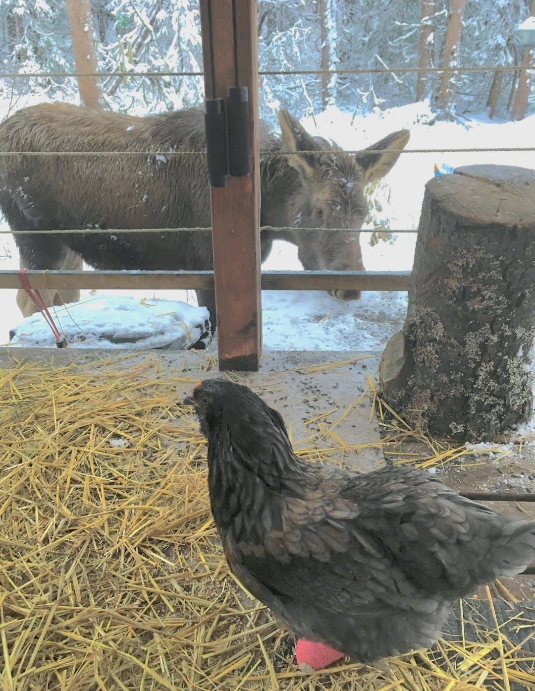 Susitna Writer's Voice - Natural Observations: March 27th, 2022 "Jem's Story Continues, pt 2", by Robin Song