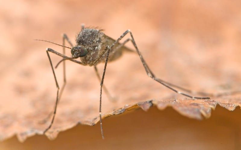 Entomologist Derek Sikes Helps Us Understand Our Summer Mosquito Population