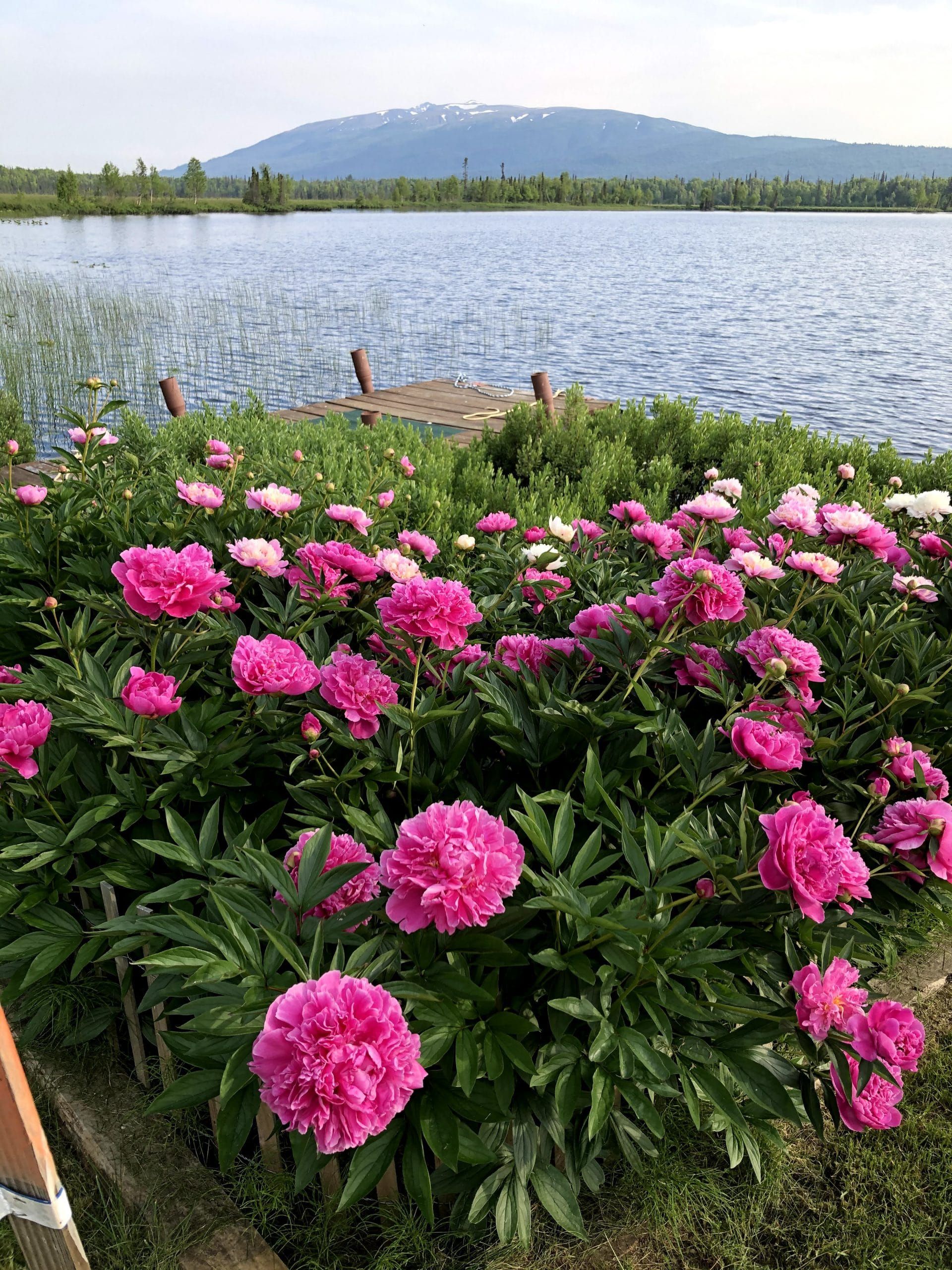 Life on a Peony Farm on the Susitna: Mike and Paula's Story