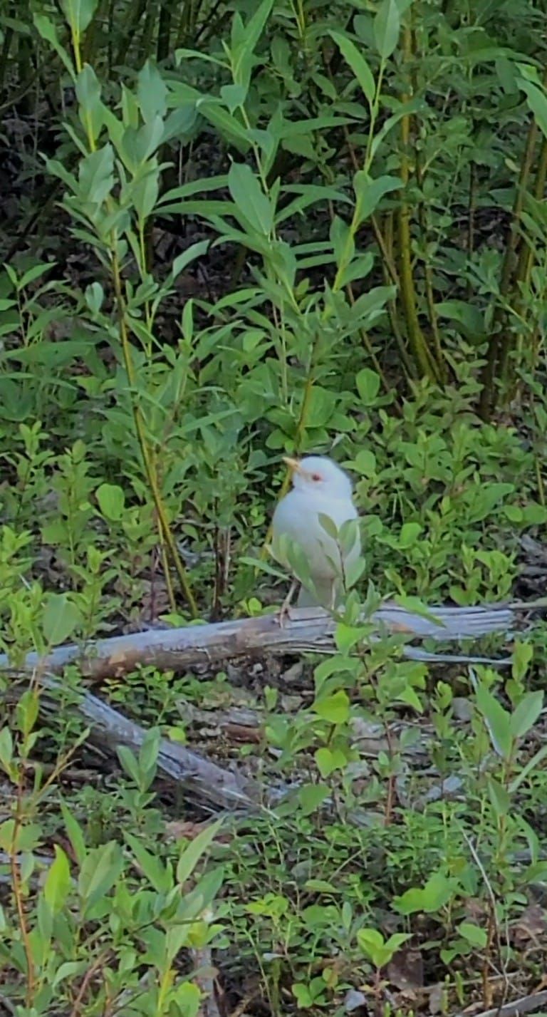 Natural Observations - October 9, 2022, "Of Rare Birds and Bears", by Robin Song
