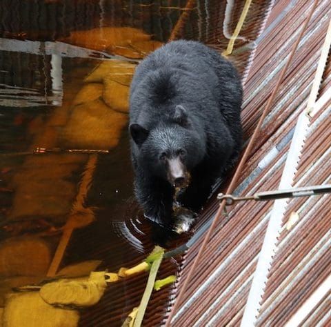 Susitna Writer's Voice - October 30, 2022 "Lessons from Little Bear" pt 2, by Maureen Chambrone
