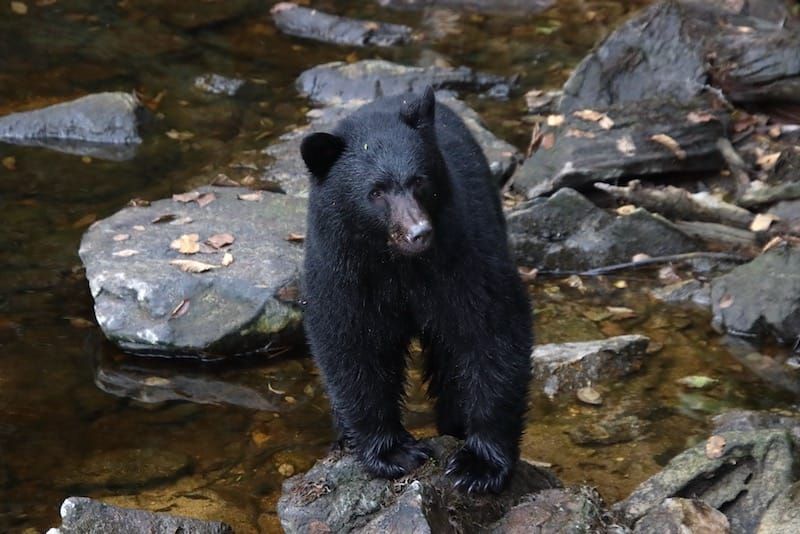 Susitna Writer's Voice - October 23, 2022 "Lessons from Little Bear" pt 1, by Maureen Chambrone
