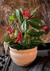 Susitna Writer's Voice -December 18th, 2022, 2 Holiday Pieces, by Ruth Wood
