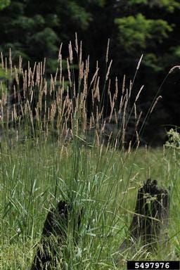 Invasive Grasses Found in Talkeetna Lakes