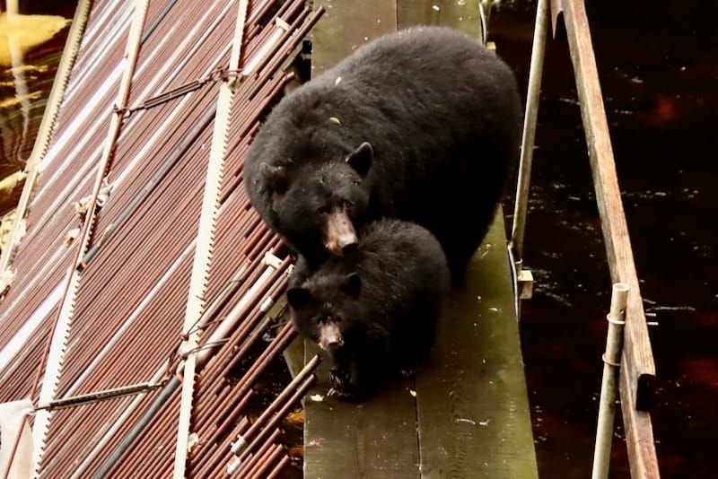 Susitna Writer’s Voice – June 9, 2024, Lessons from Little Bear, pt 2&3, by Maureen Chambrone