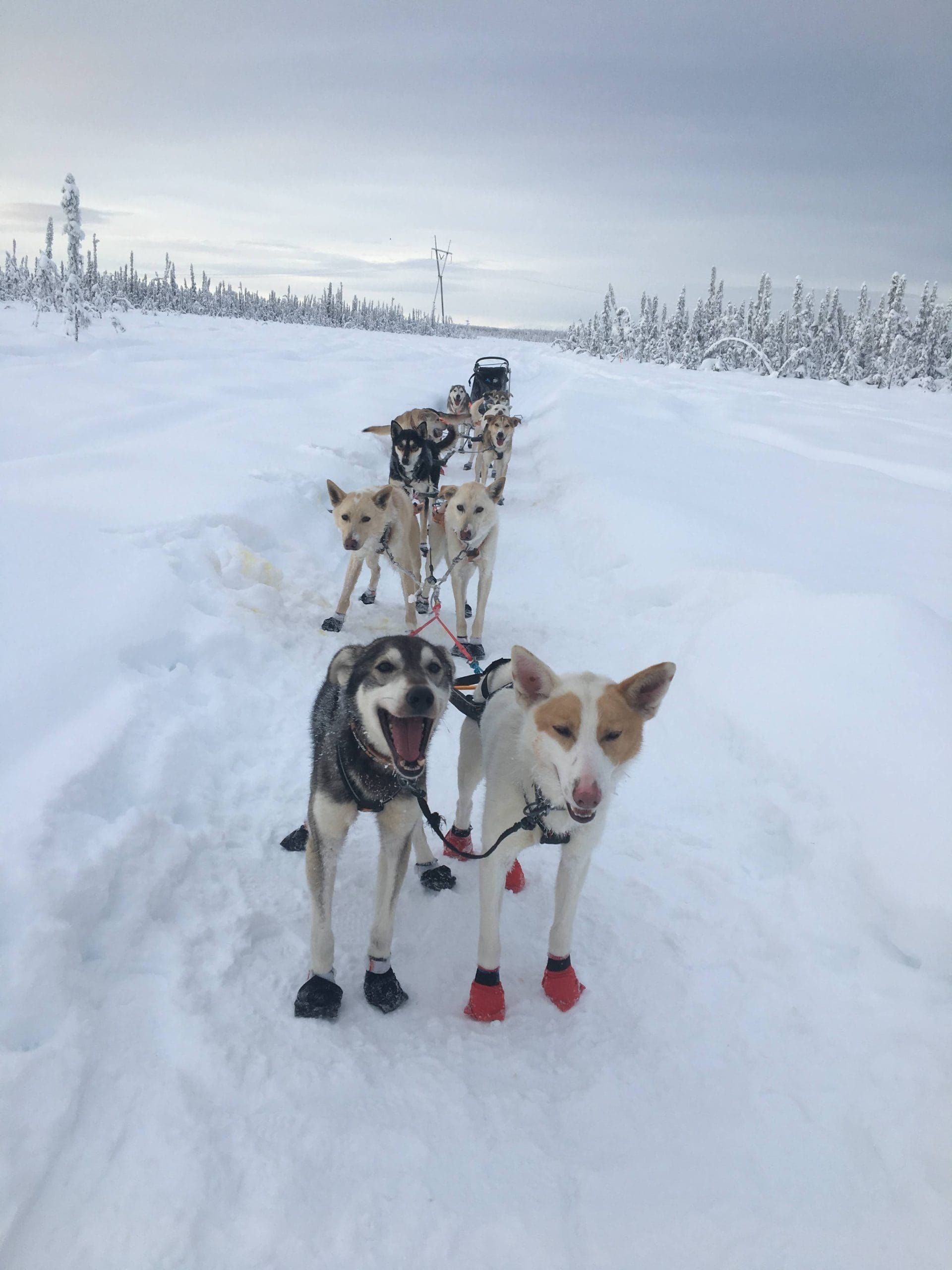 Sled dogs, credit Kai Leddy