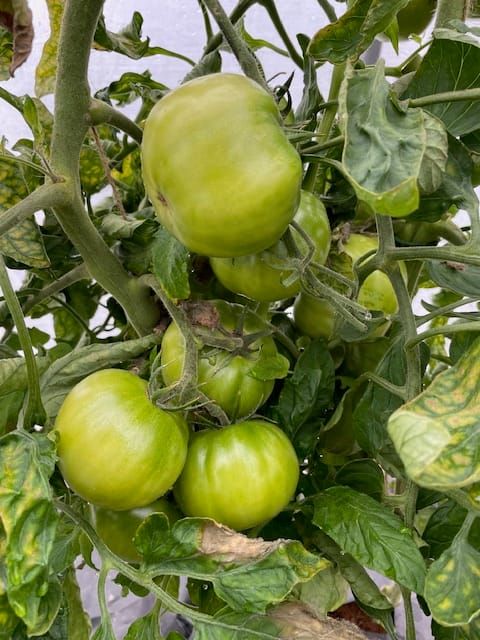 A cluster of tomatoes grows in the hydroponics setup at the Upper Susitna Food Pantry