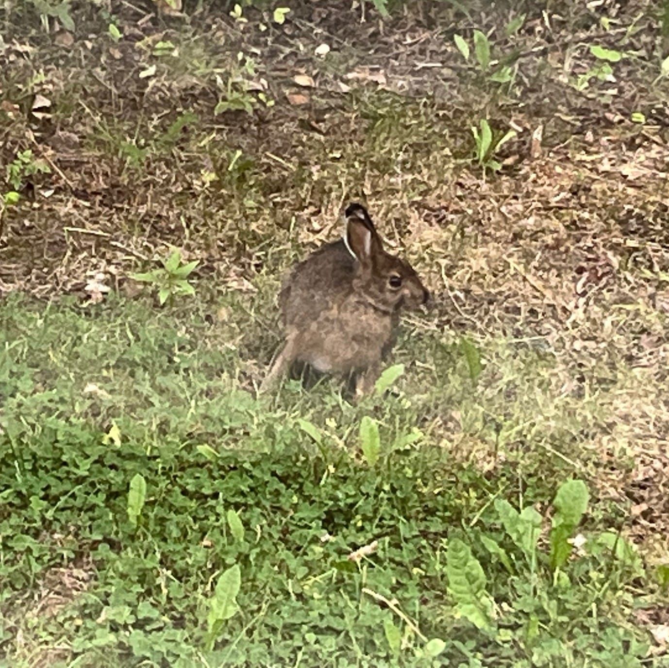 rabbit at ktna