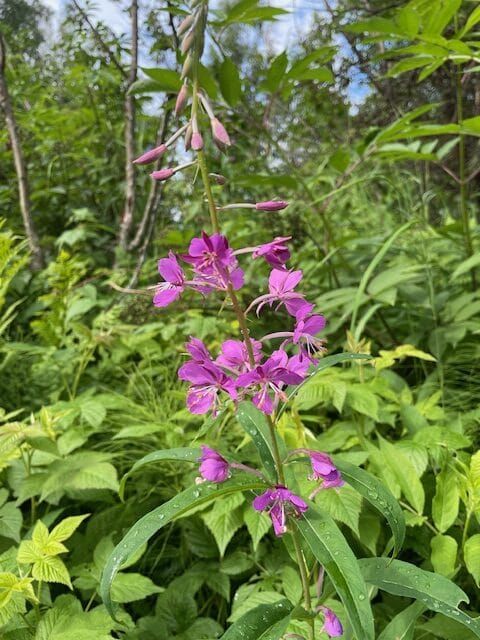 Northern Susitna Valley Parks Report 7-17-25