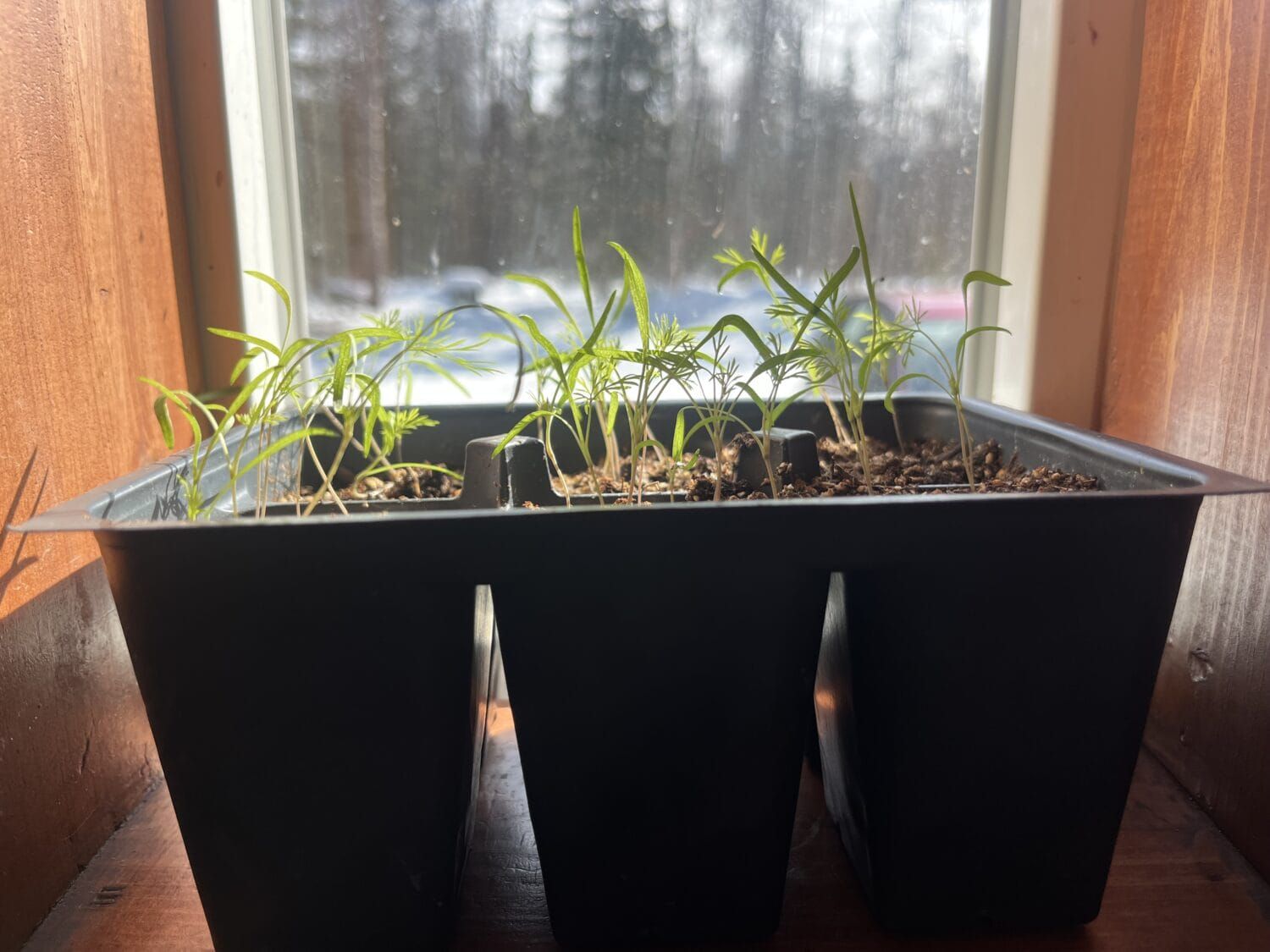 Local Seed Catalog Continues to Grow