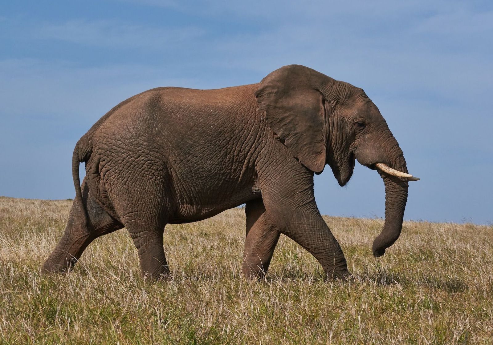 Wednesday's FTB: The Leafs head to elephant country