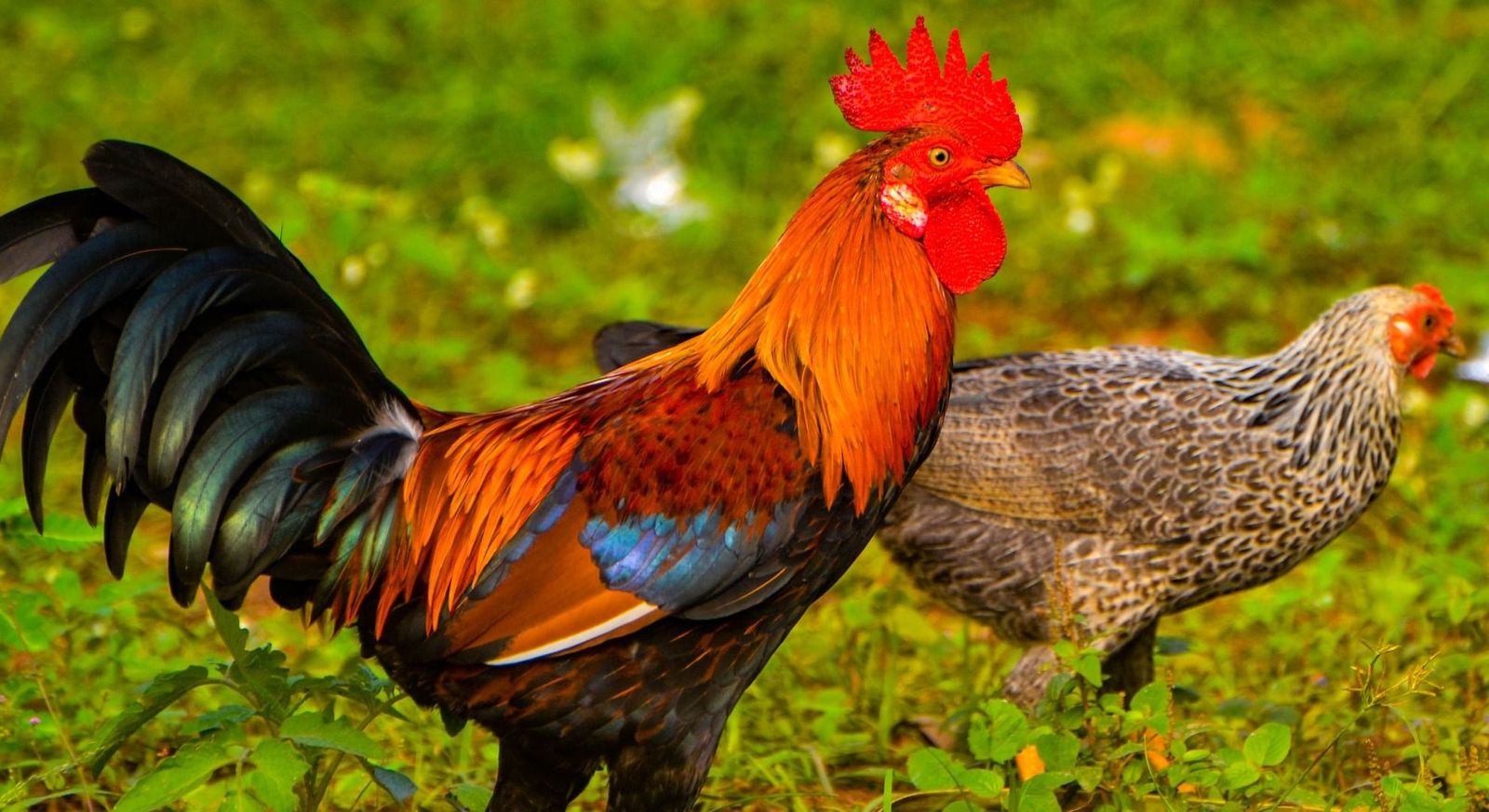 Maple Leafs opening night roster changes