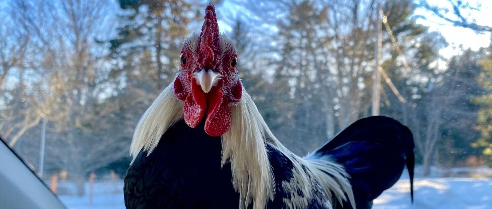 Maple Leafs Official Roster