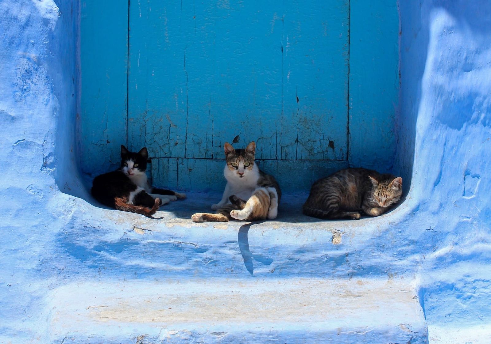 Preview: Predators at Leafs