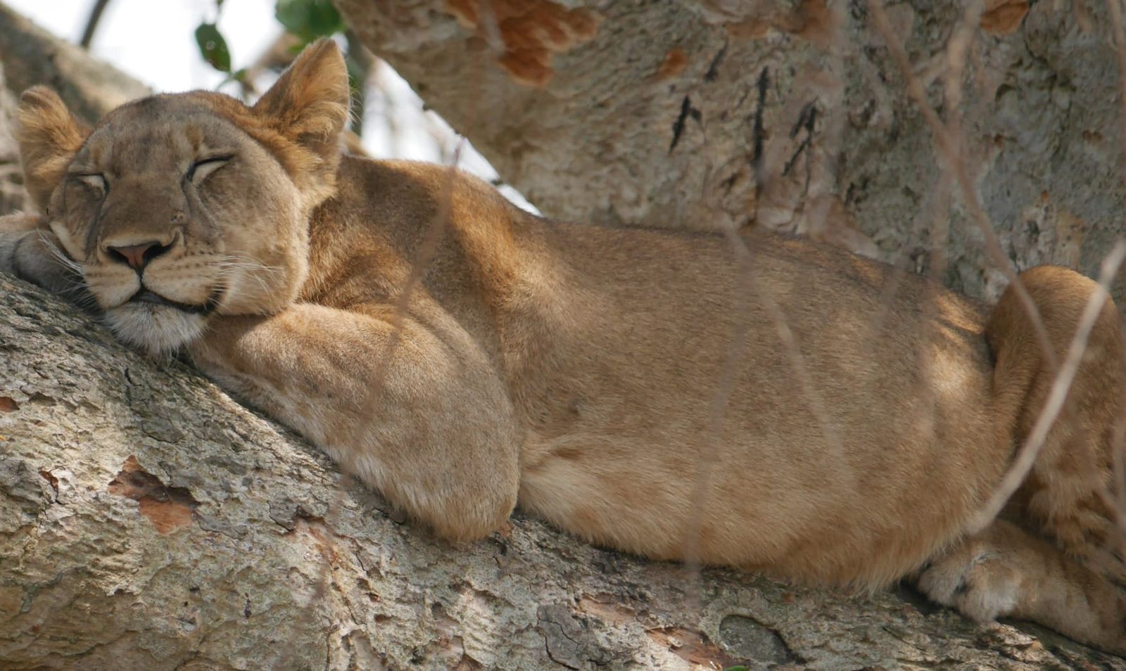 Recap: Maple Leafs easily beat the lacklustre Predators