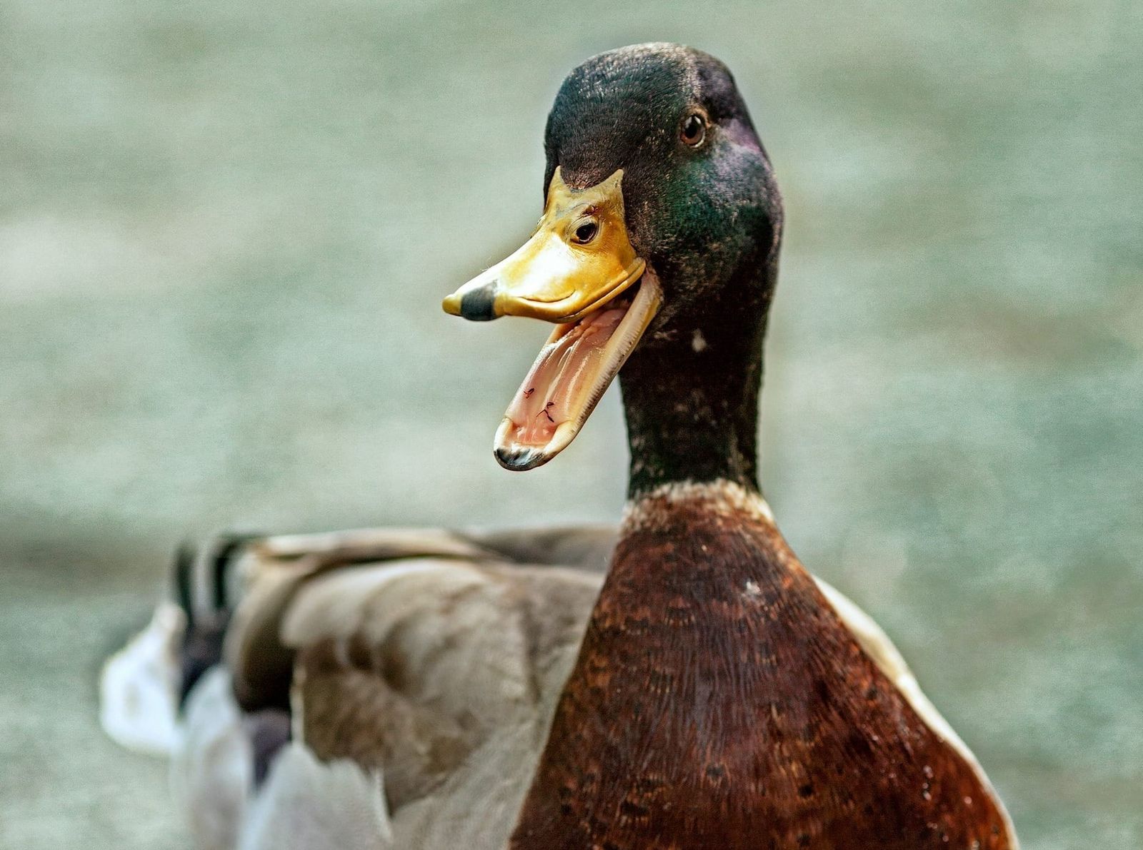 Preview: Maple Leafs @ Ducks