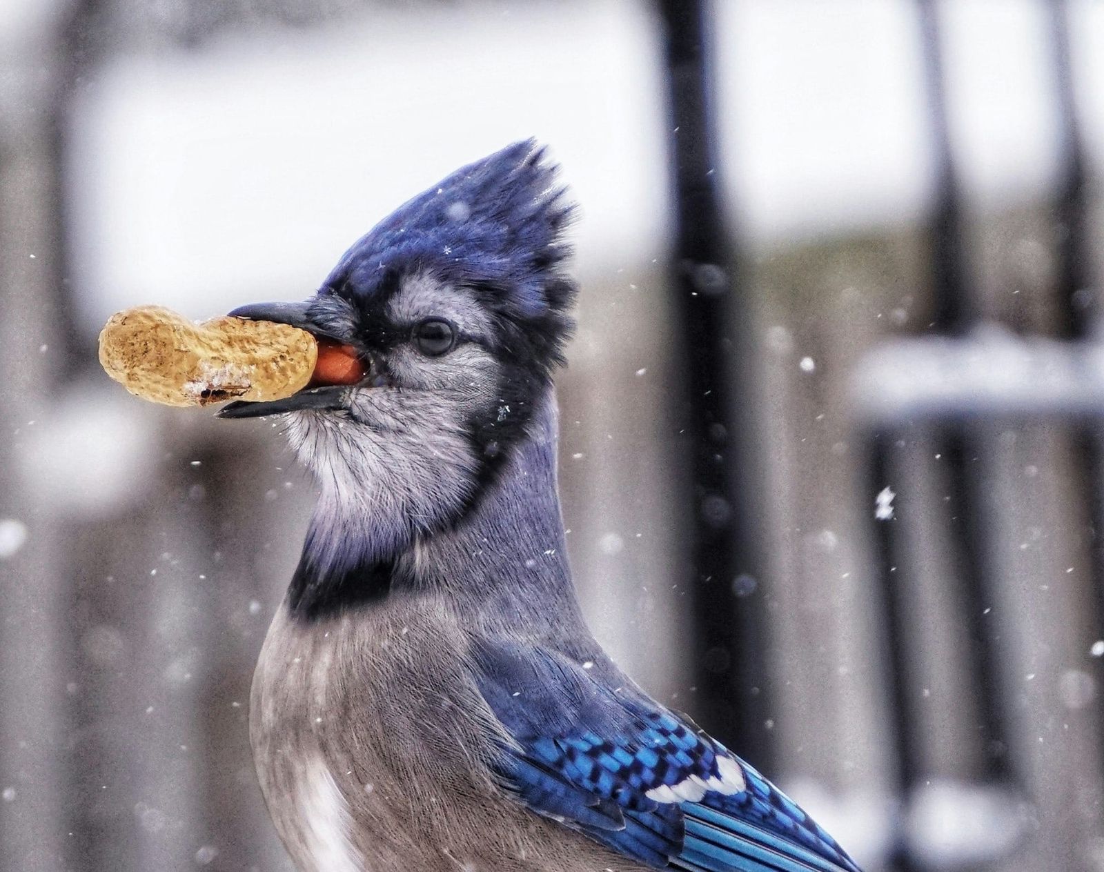 Saturday FTB: Sorry Leafs, it's not your time yet