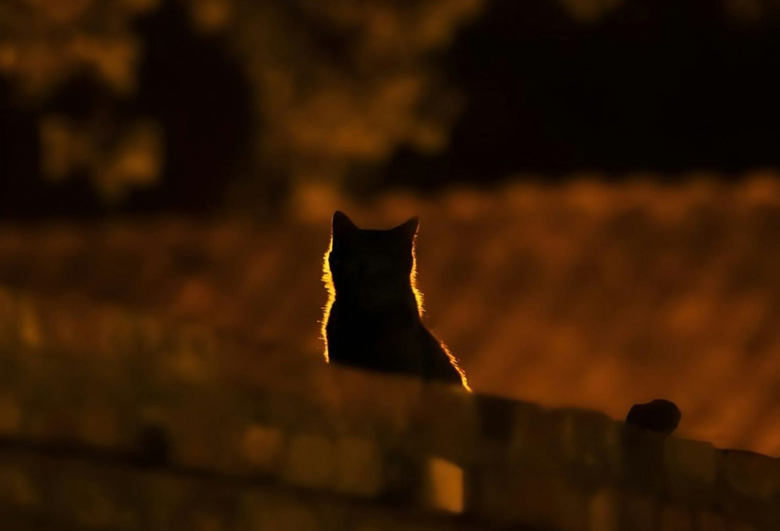 PPP After Dark: Marlies in Laval and a possible elimination