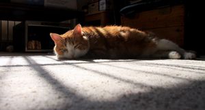 2023 NHL Draft Profile: Tanner Molendyk