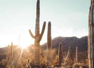 Monday's FTB: A hockey player from Arizona State joins the Marlies