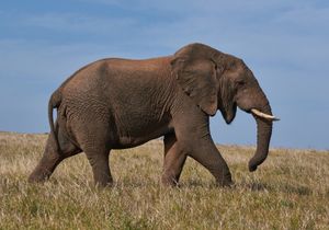 Wednesday's FTB: The Leafs head to elephant country