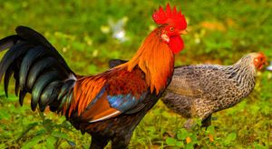 Maple Leafs opening night roster changes