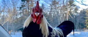 Maple Leafs Official Roster