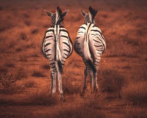 FTB: A tale of two tables