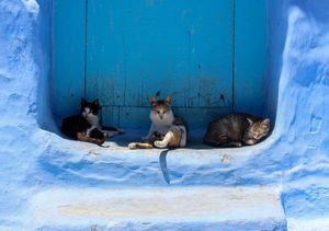 Preview: Predators at Leafs