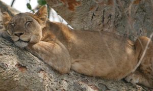 Recap: Maple Leafs easily beat the lacklustre Predators