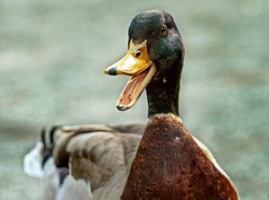 Preview: Maple Leafs @ Ducks