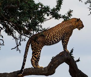 Back to Excited Episode 219: Leafs vs. Sens Recap and Panthers Preview